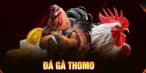 đá gà thomo bj88