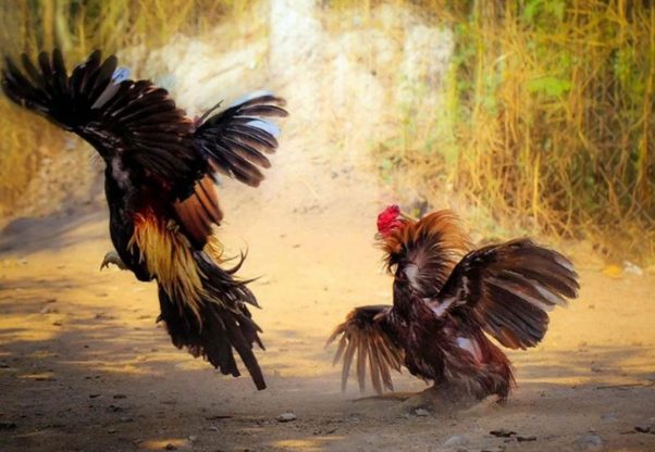 Giới thiệu tổng quan về Đá gà Thomo Bj88
