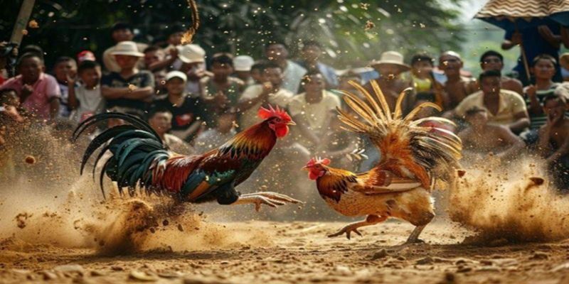 Trận đấu diễn ra liên tục suốt ngày